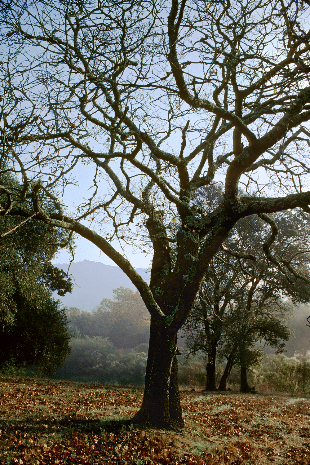 bill-hocker-oak-&-atlas-peak-twin-brook-farm-california-2002