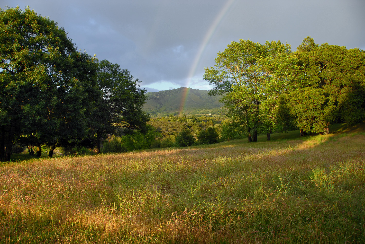 bill-hocker-atlas-peak--twin-brook-farm-napa-california-2007