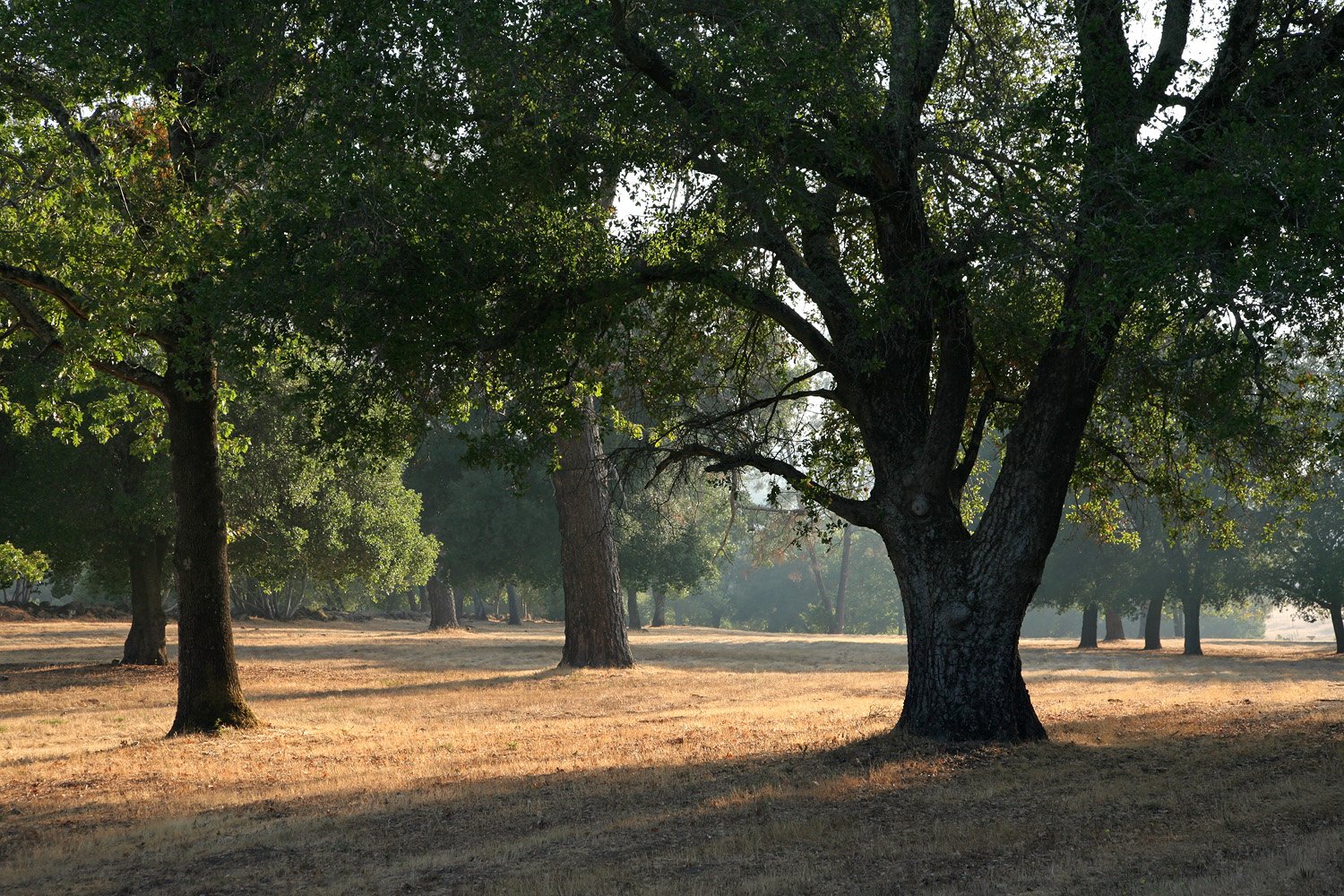 bill-hocker-twin-brook-farm-napa-california-2008