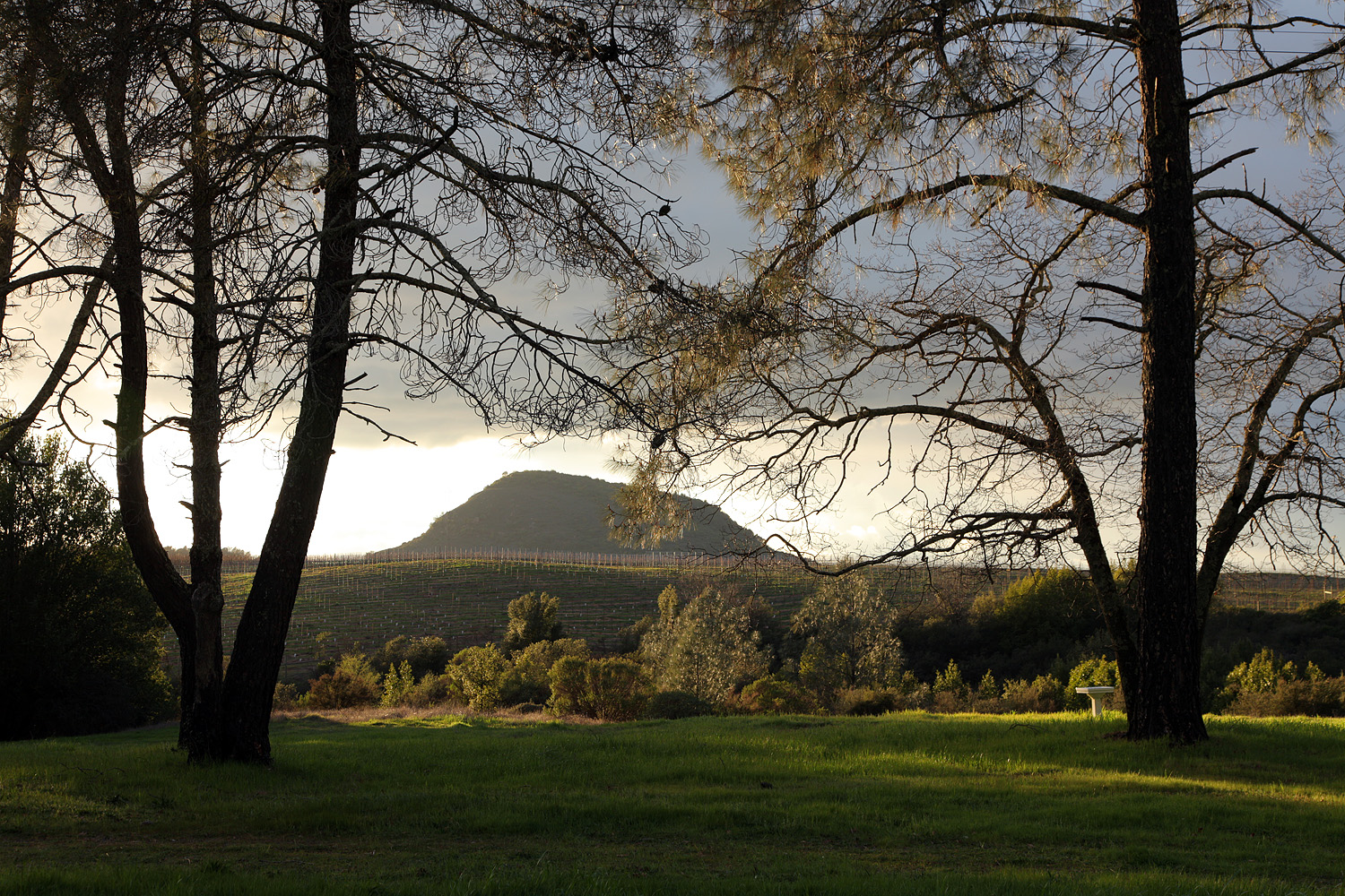 bill-hocker-haystack-pines-twin-brook-farm-napa-county-california-2011