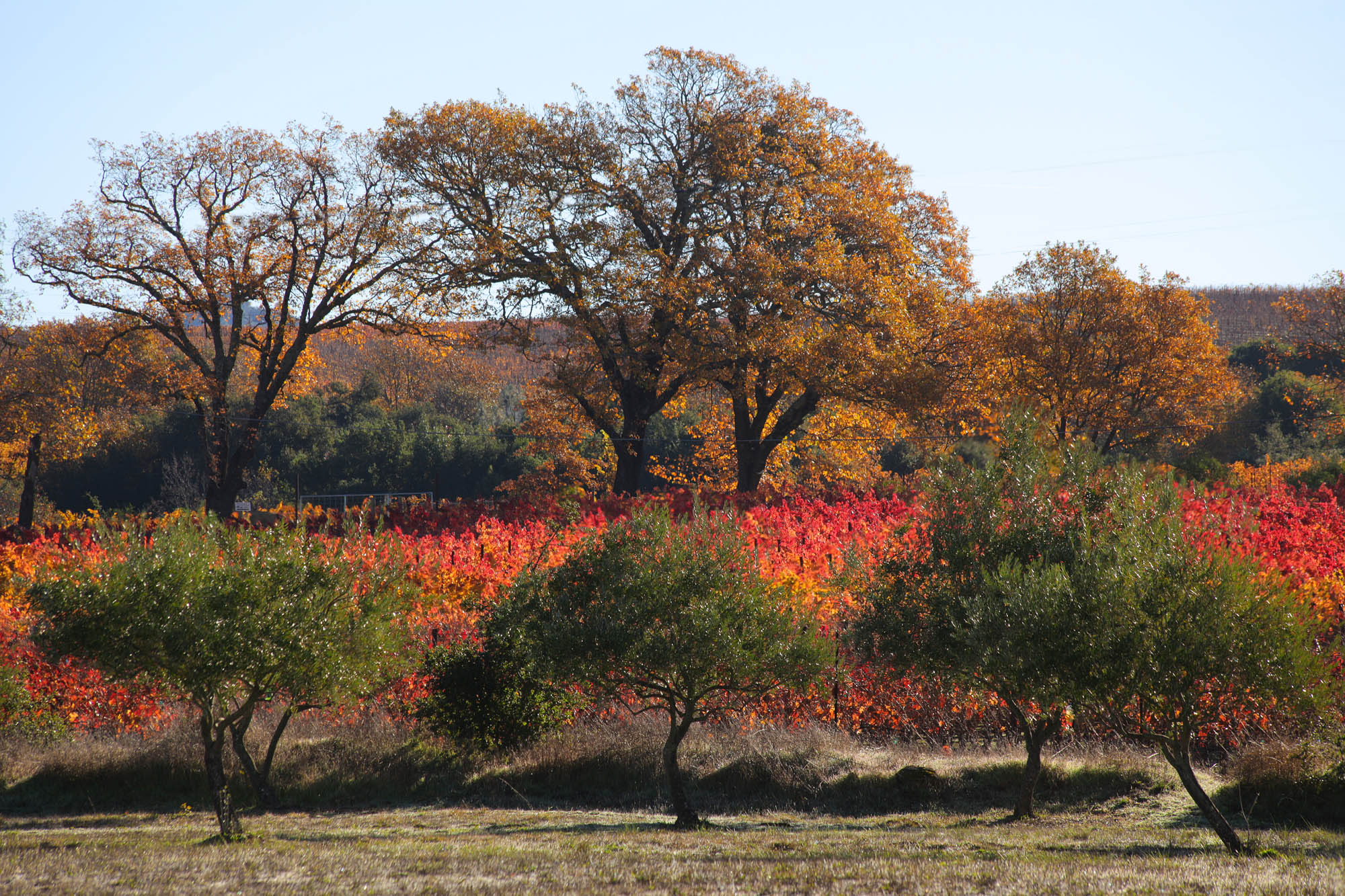 bill-hocker-olives-vines-oaks-twin-brook-farm-napa-county-california-2012