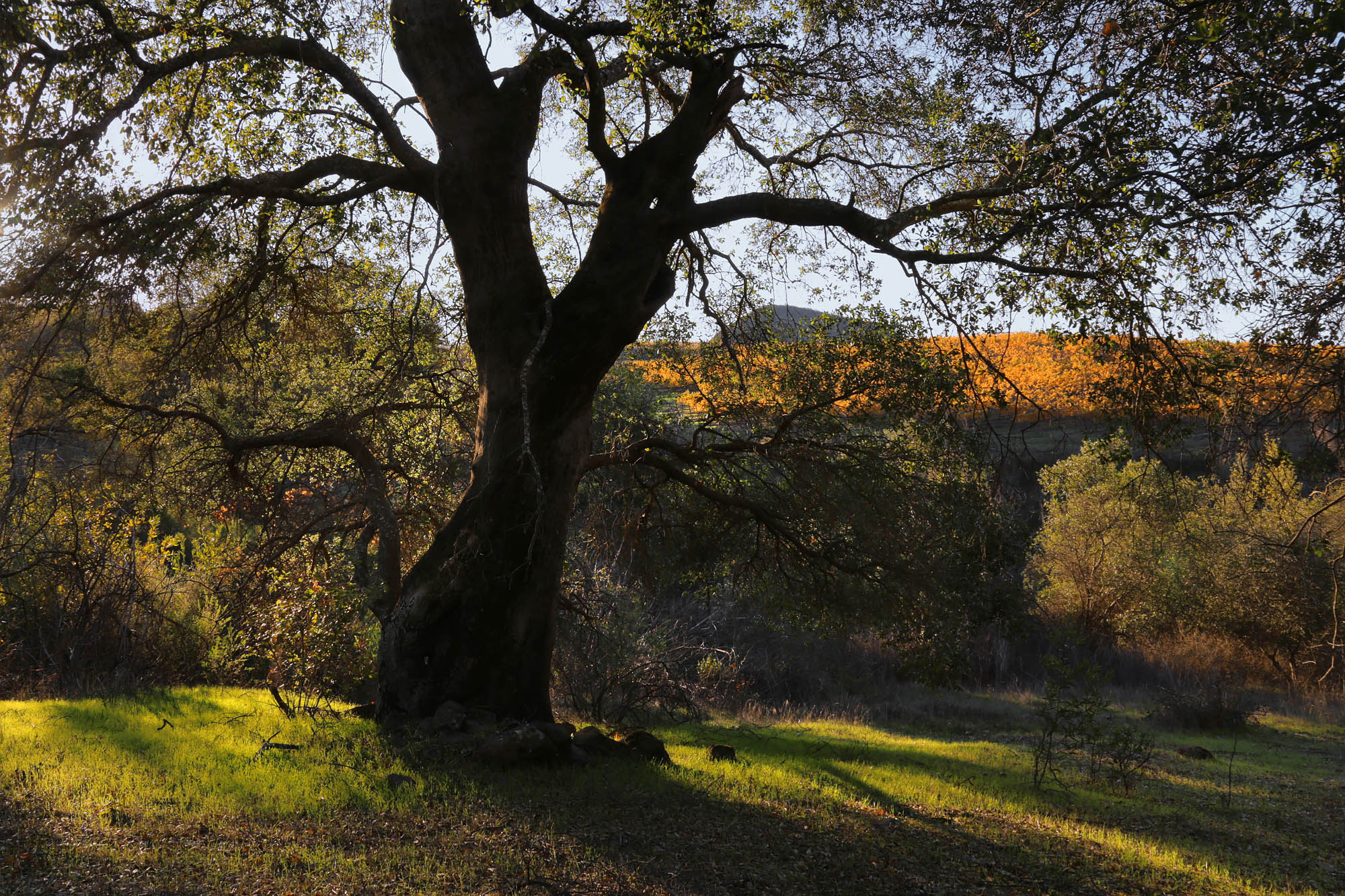 bill-hocker-old-oak-and-haystack-twin-brook-farm-napa-county-california-2021