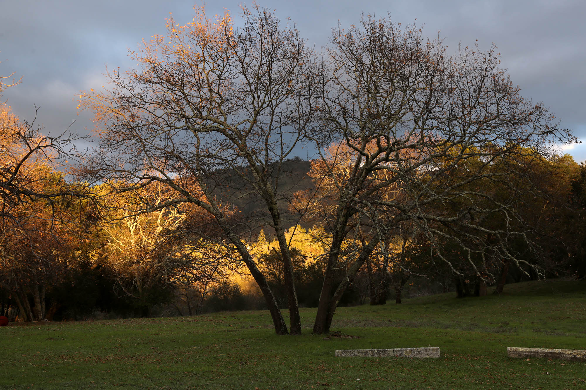 bill-hocker-atlas-peak-twin-brook-farm-soon-to-fall-trees-napa-county-california-2021