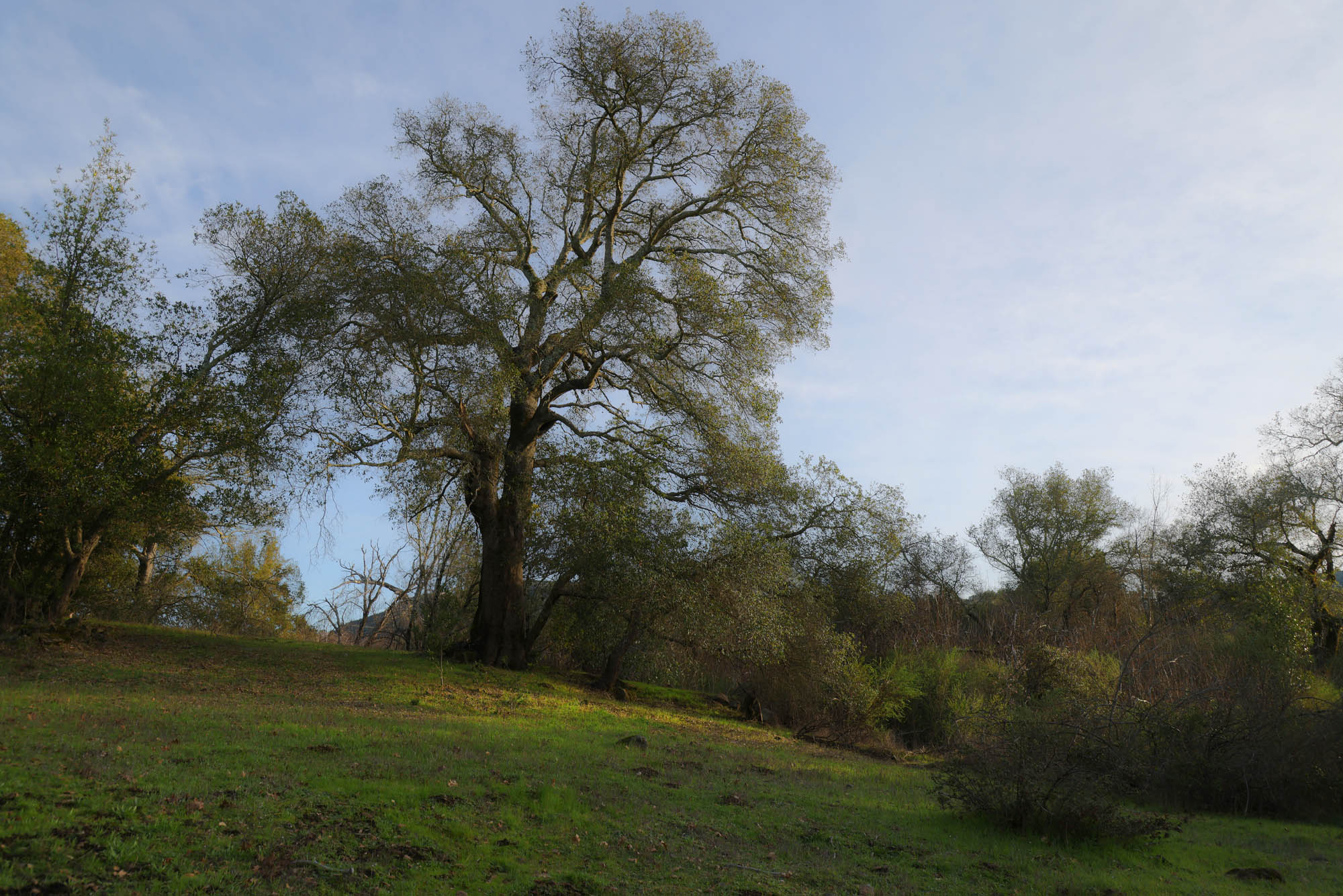 bill-hocker-twin-brook-farm-oak-napa-county-california-2022