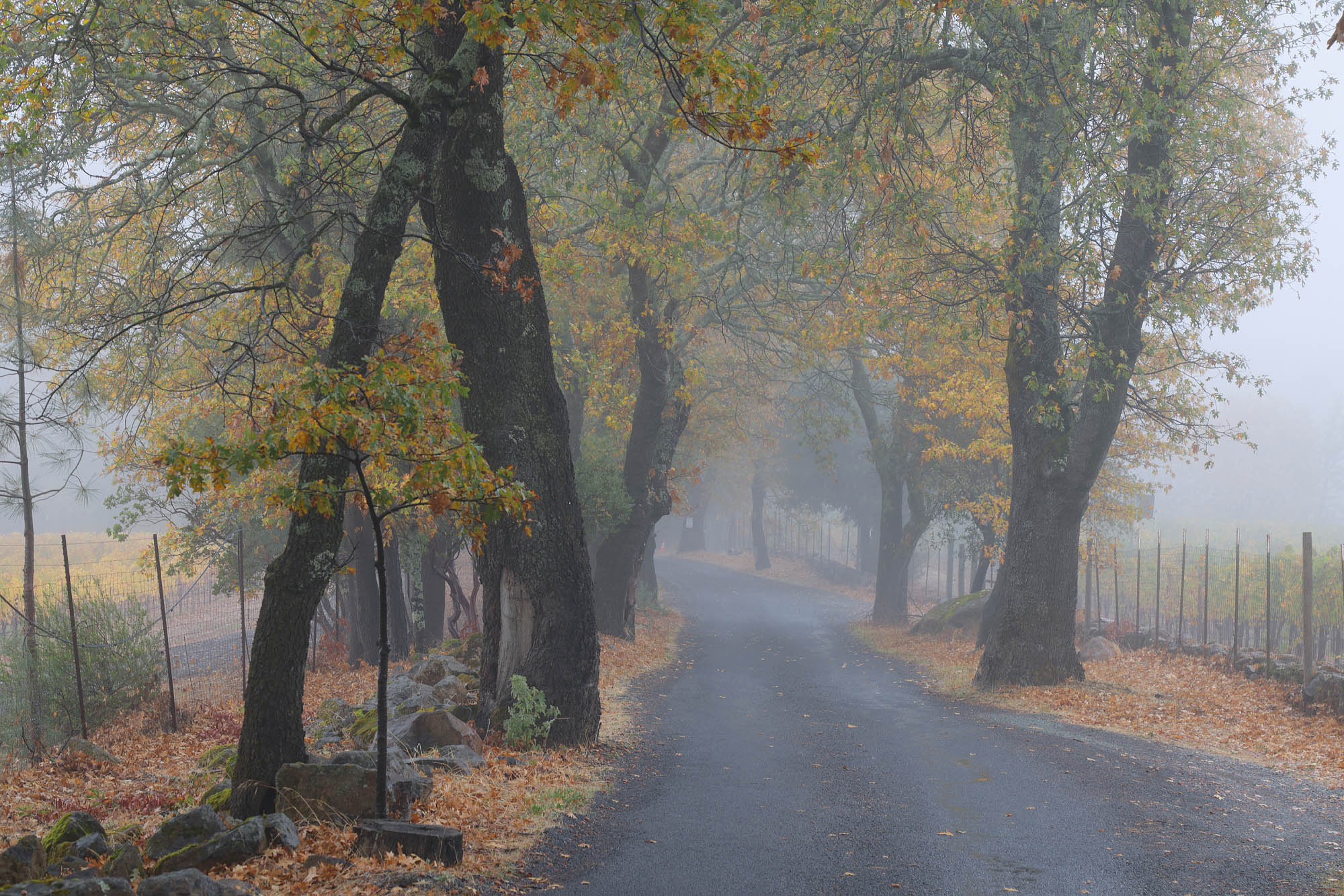 bill-hocker-soda-canyon-road-napa-county-california-2022