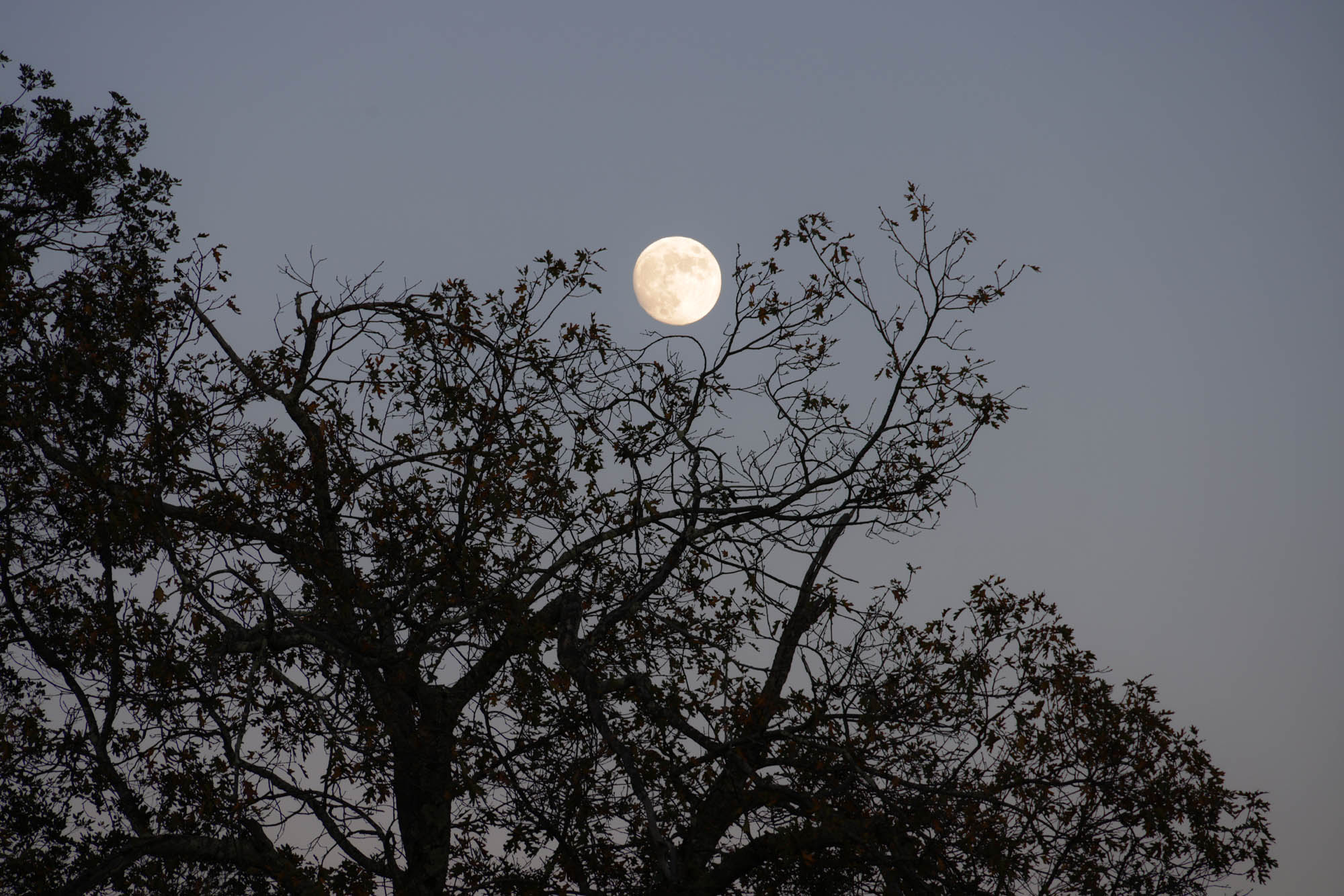 bill-hocker-beaver-moon-twin-brook-farm-napa-county-california-2023