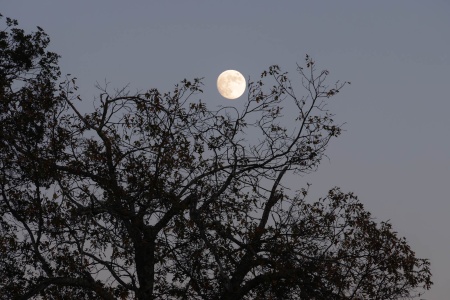 Beaver Moon
Twin Brook Farm
Napa County, California