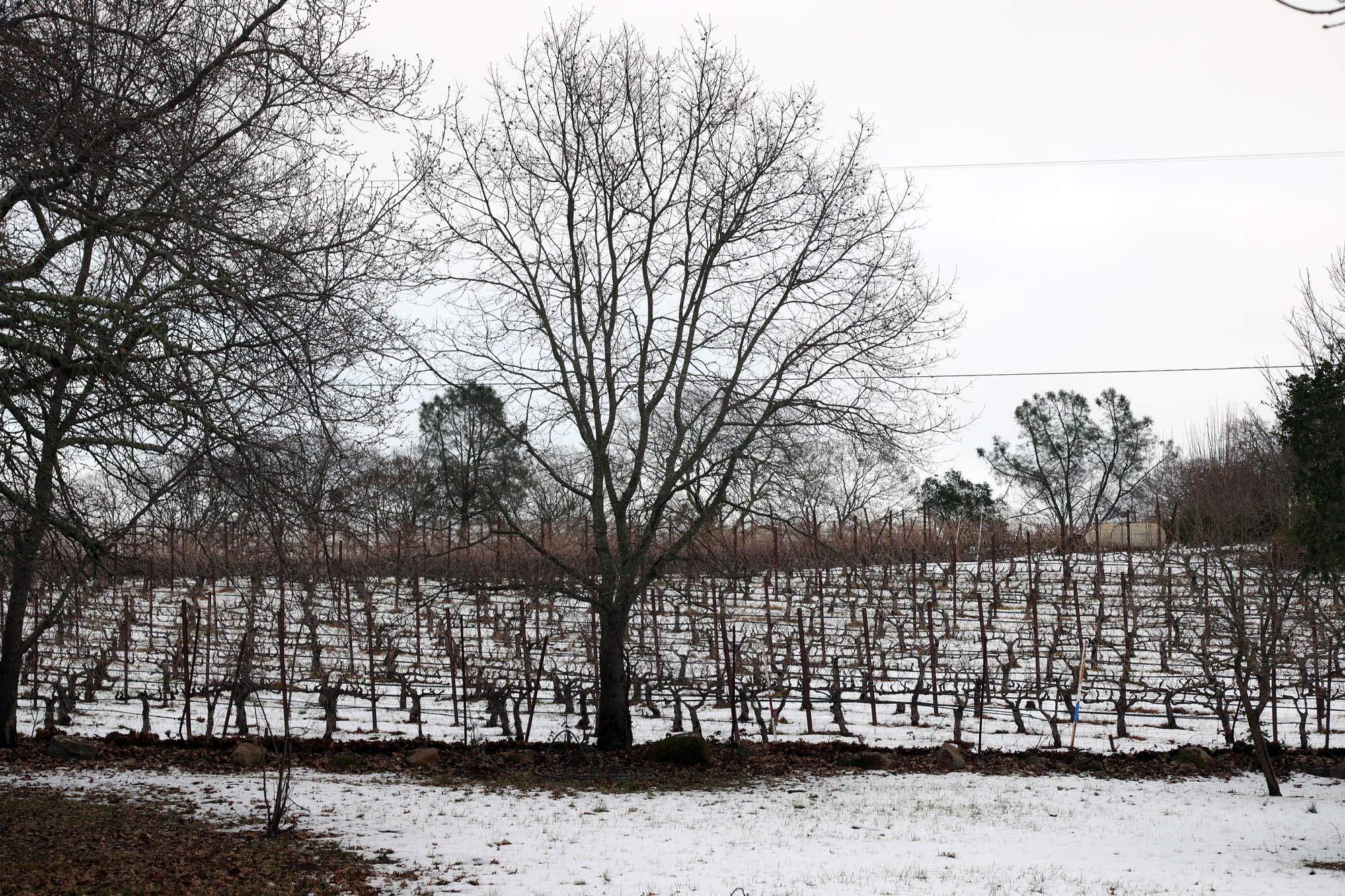 bill-hocker-the-great-snow-twin-brook-farm-napa-county-2023