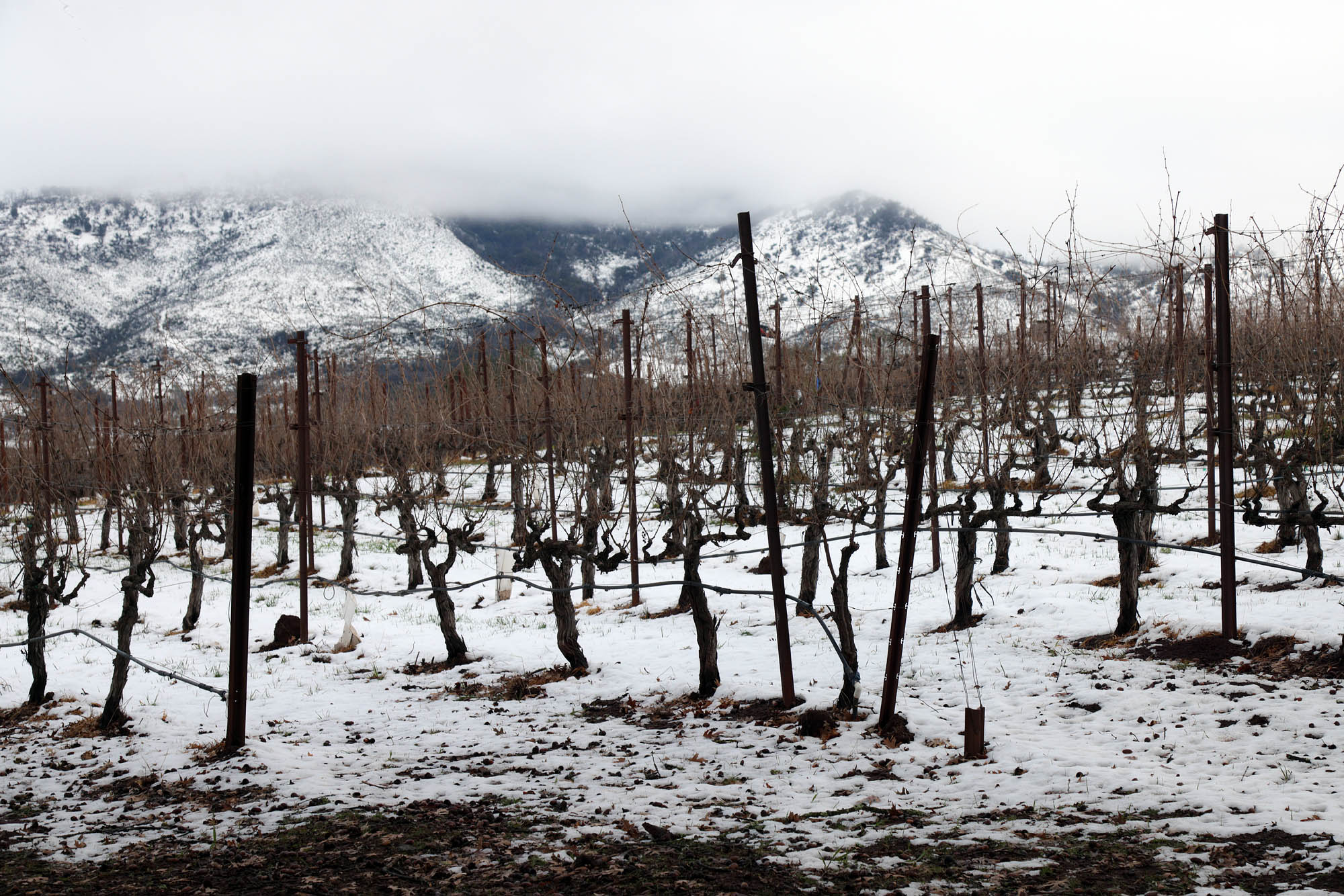 bill-hocker-the-great-snow-twin-brook-farm-napa-county-2023