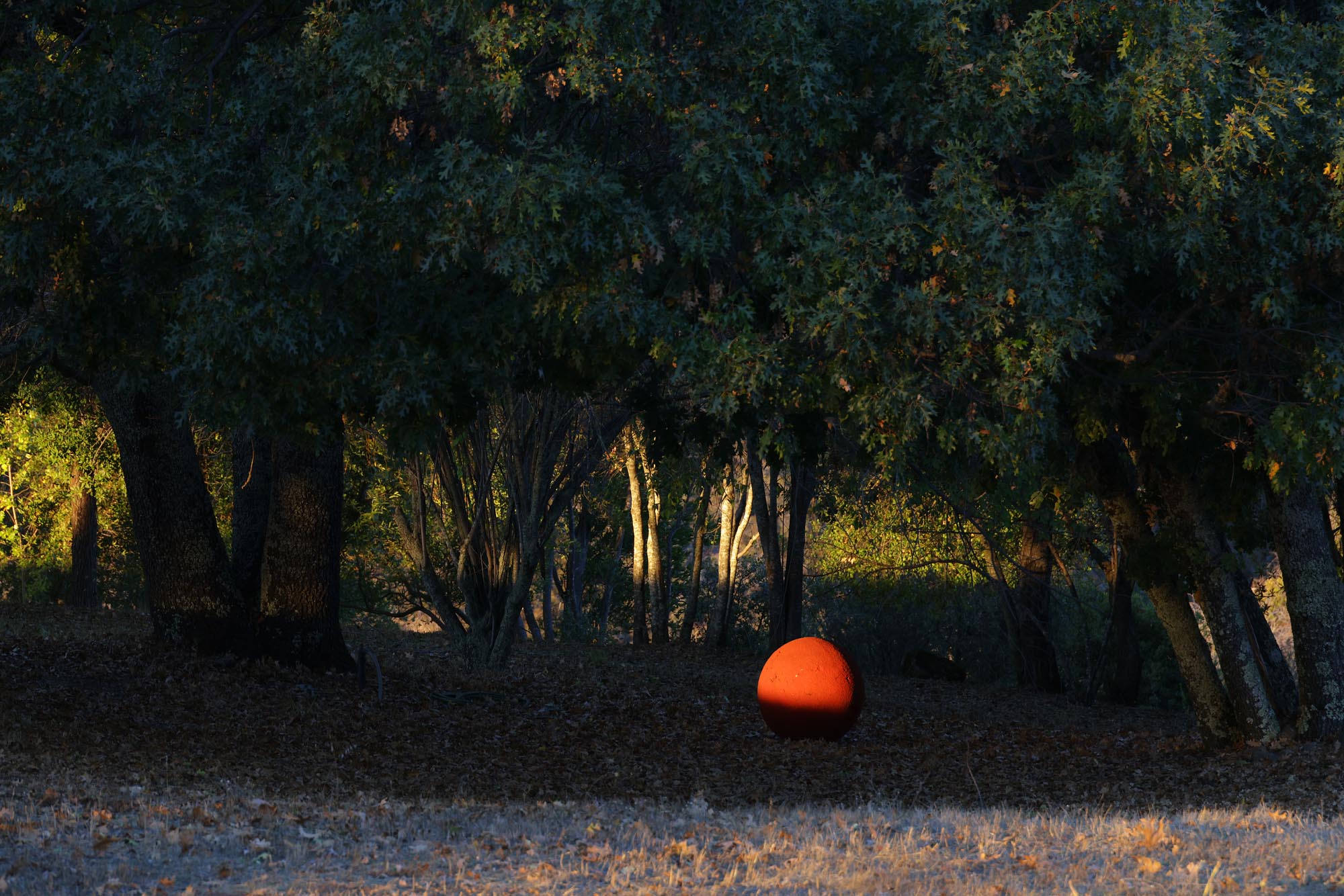 bill-hocker-red-ball-twin-brook-farm-napa-county-california-2023