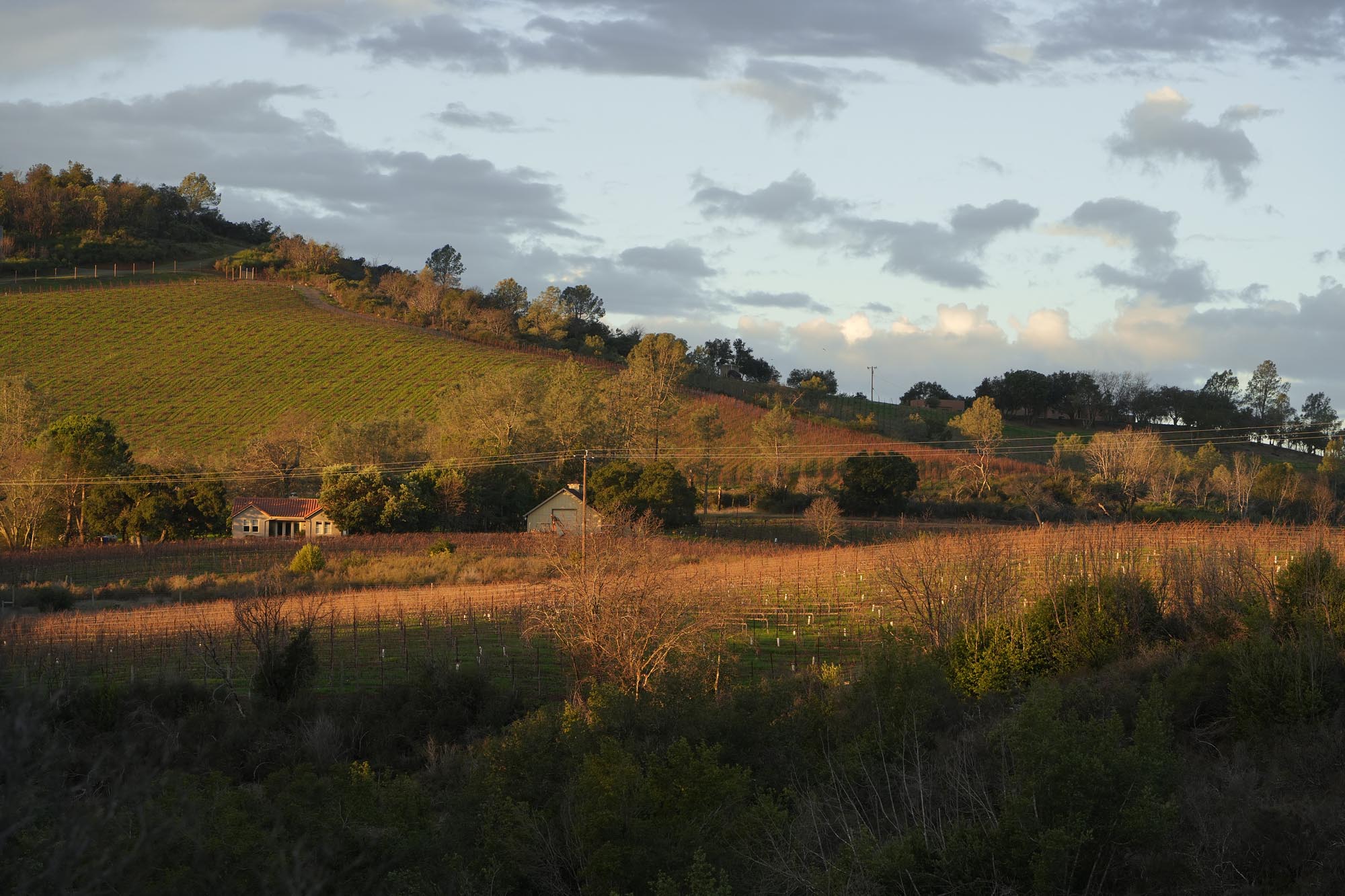 bill-hocker-neighbor's-farm-from-twin-brook-farm-napa-county-california-2024