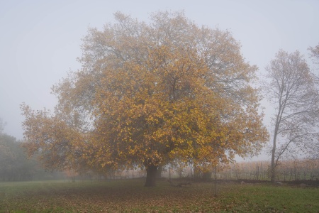 Twin Brook Farm
Napa County, California