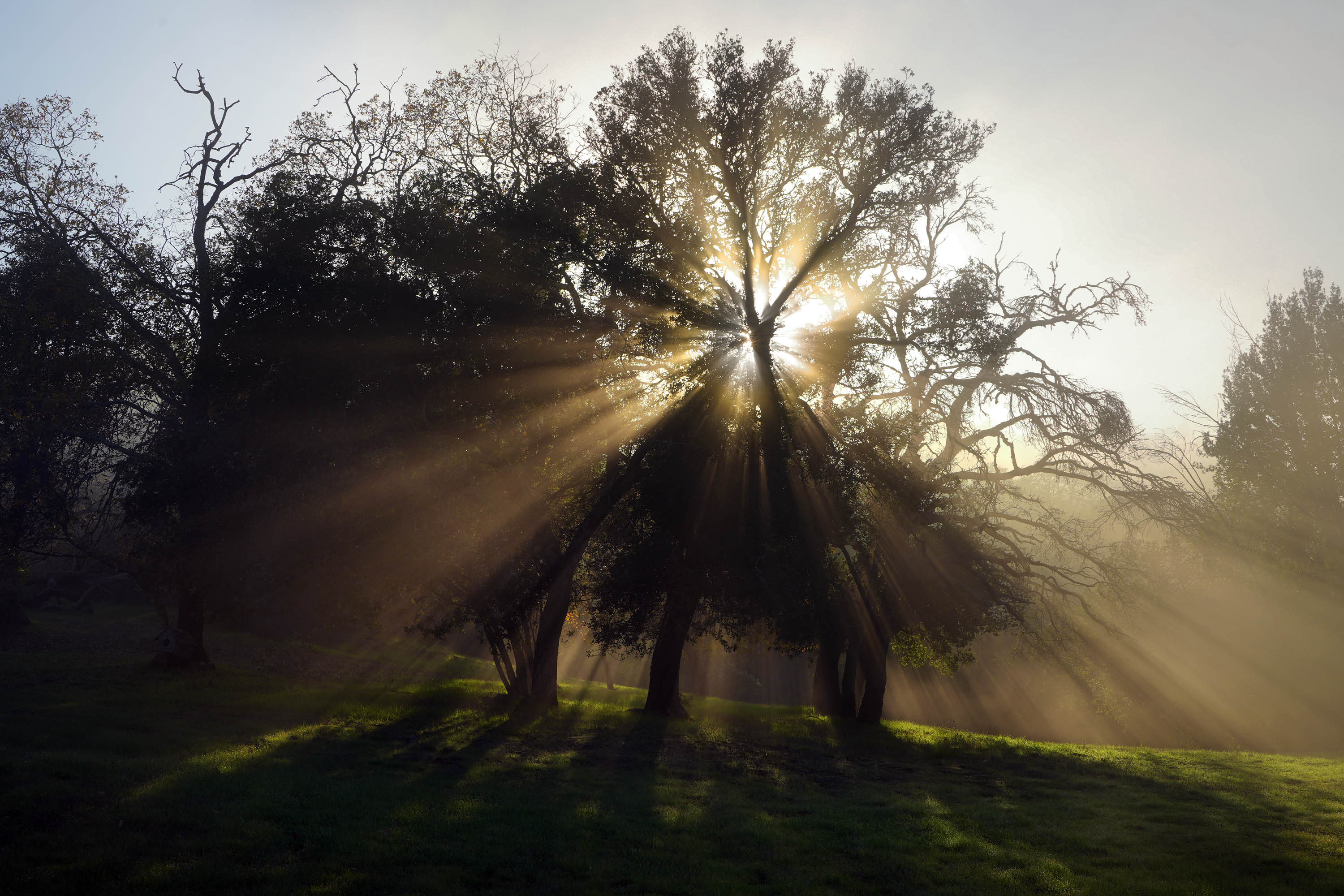 bill-hocker-twin-brook-farm-napa-county-california-2025