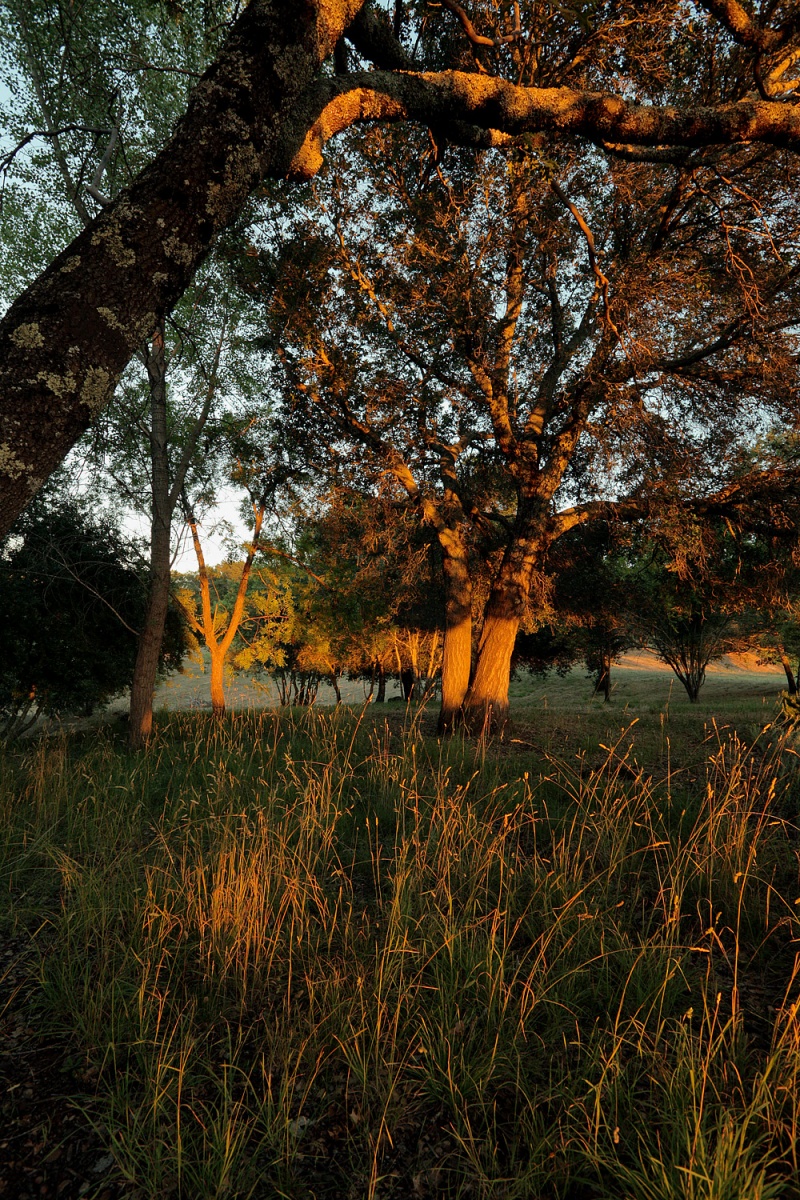bill-hocker-grass-and-oaks-napa-california-2011