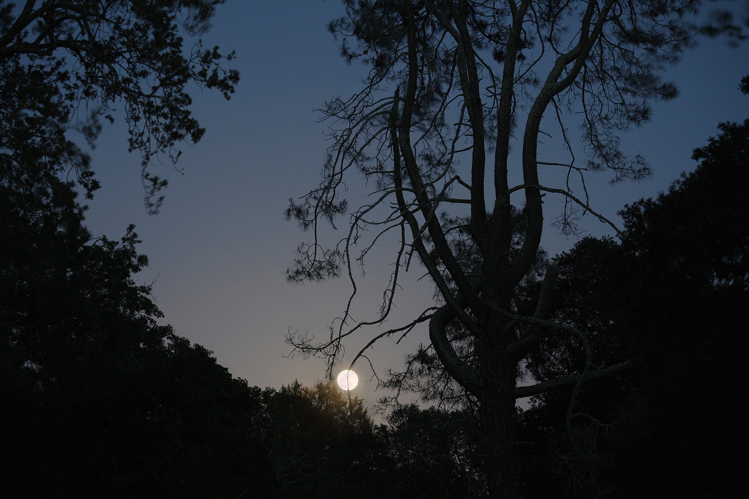bill-hocker-moonrise-and-grey-pine--napa-county-california-2012