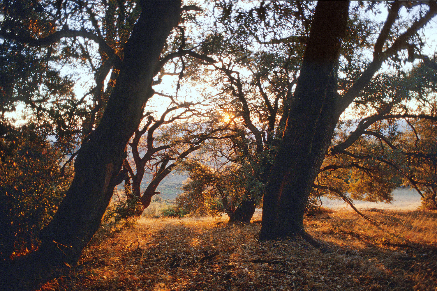 bill-hocker-oaks-atlas-peak-california-2002