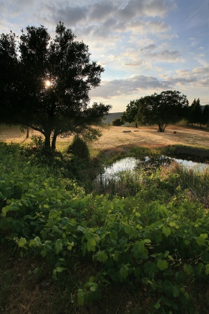 Twin Brook Pond Napa, California