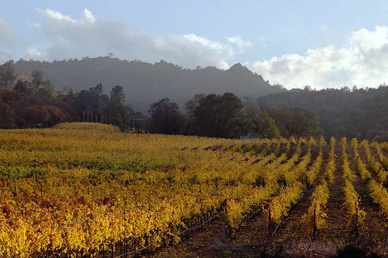bill-hocker-neighbor's-vinyard-from-twin-brook-farm-california-2003