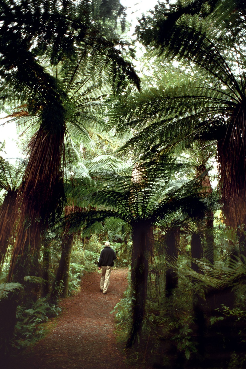bill-hocker-fern-trees-south-island-new-zealand-2006