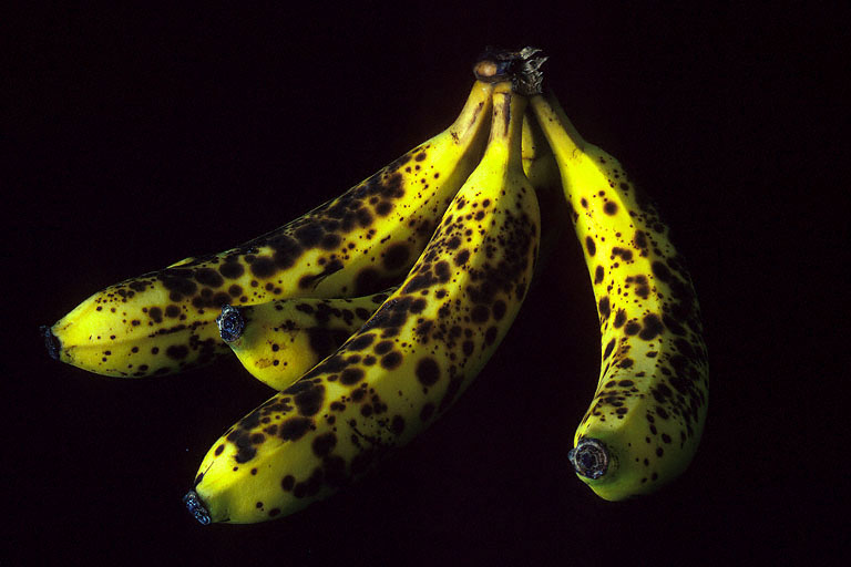 bill-hocker-bananas-1975