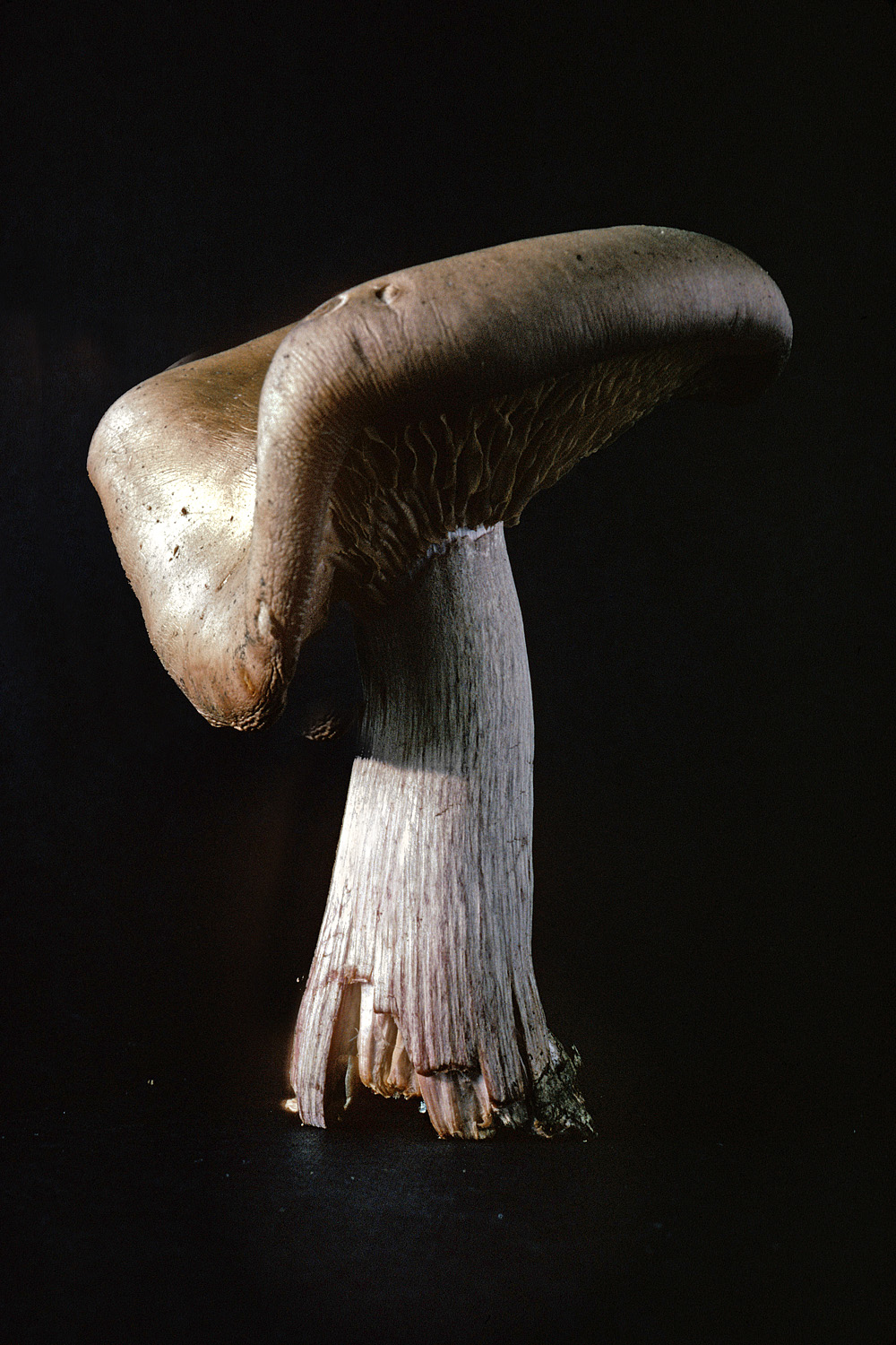 bill-hocker-mushroom-1977