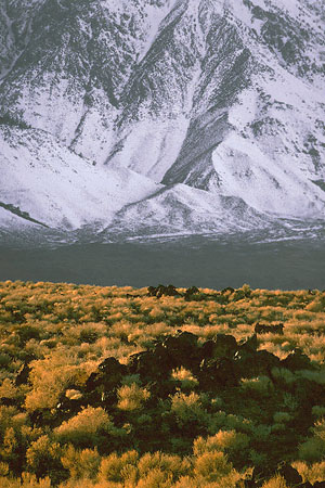 Sage BrushWhite Mountains, Nevada