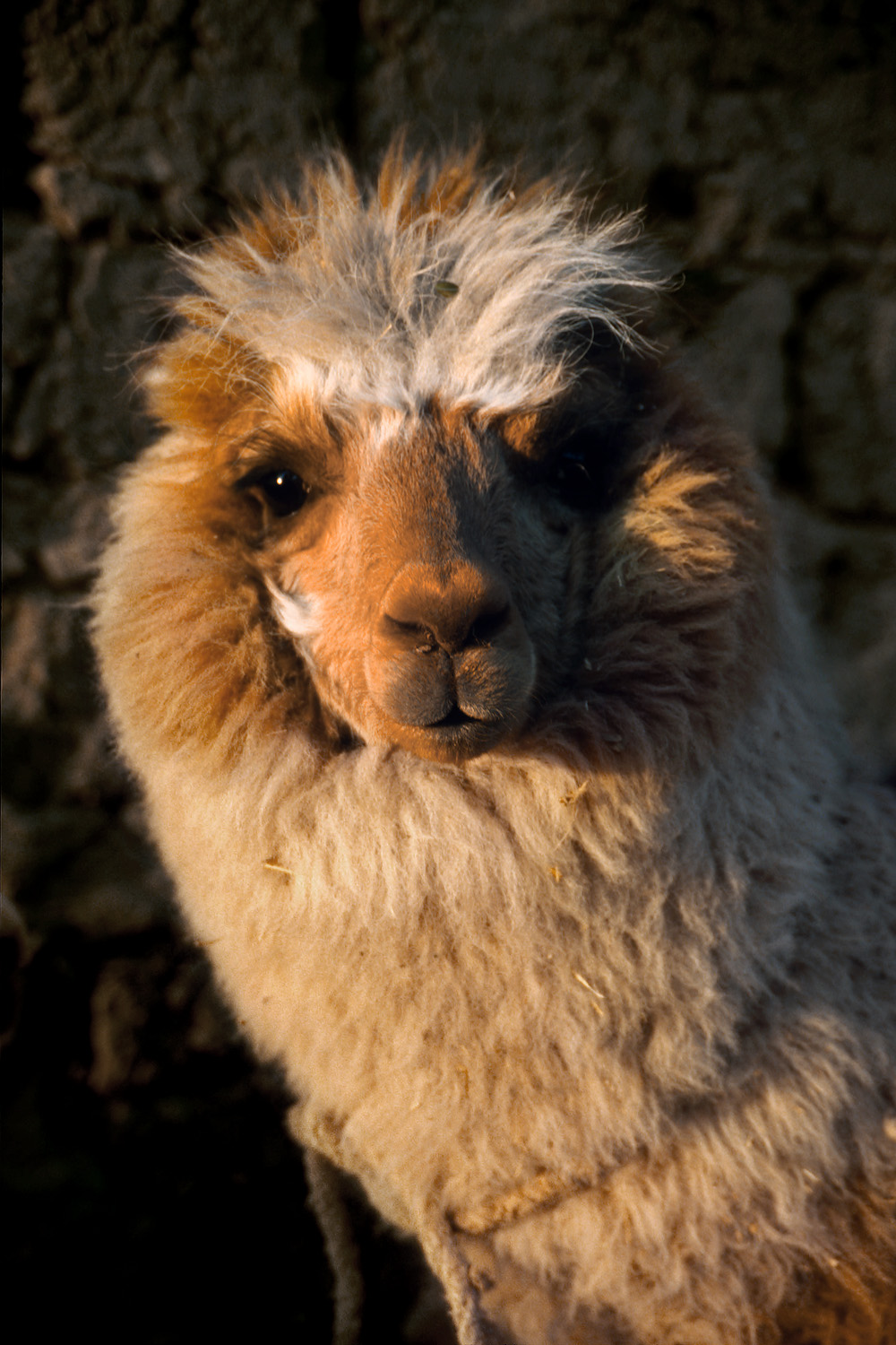 bill-hocker-alpaca-cusco-peru-2005
