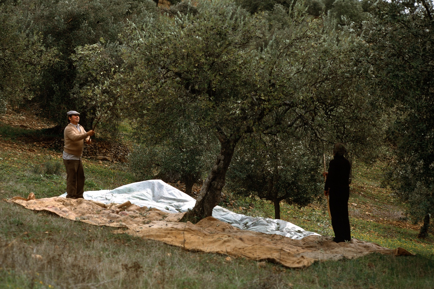 bill-hocker-olive-pickers-near-evora-portugal-1983