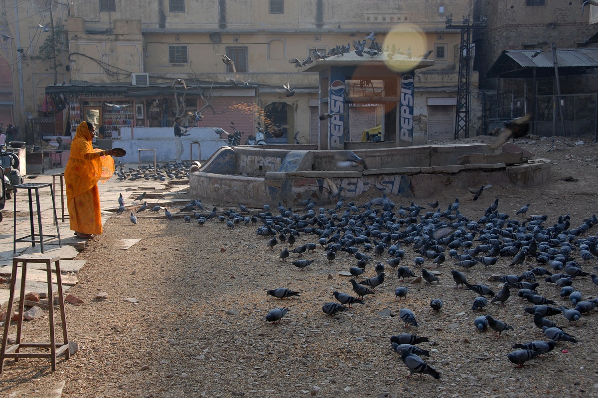 bill-hocker-feeding-birds-jaipur-india-2006