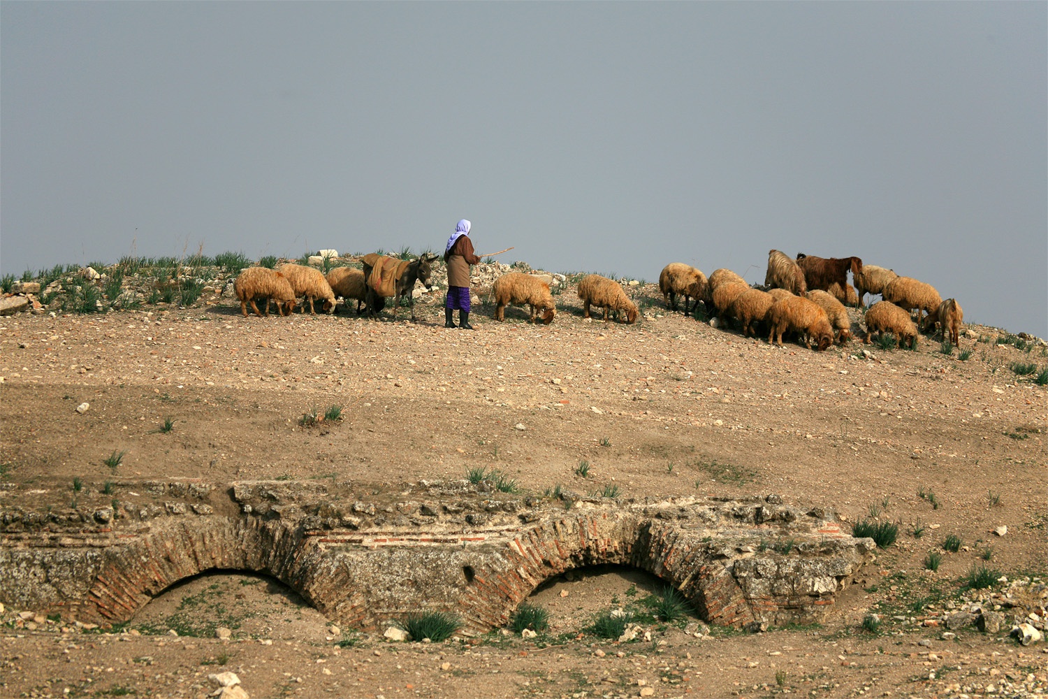 bill-hocker-shepherd-apamea-syria-2008