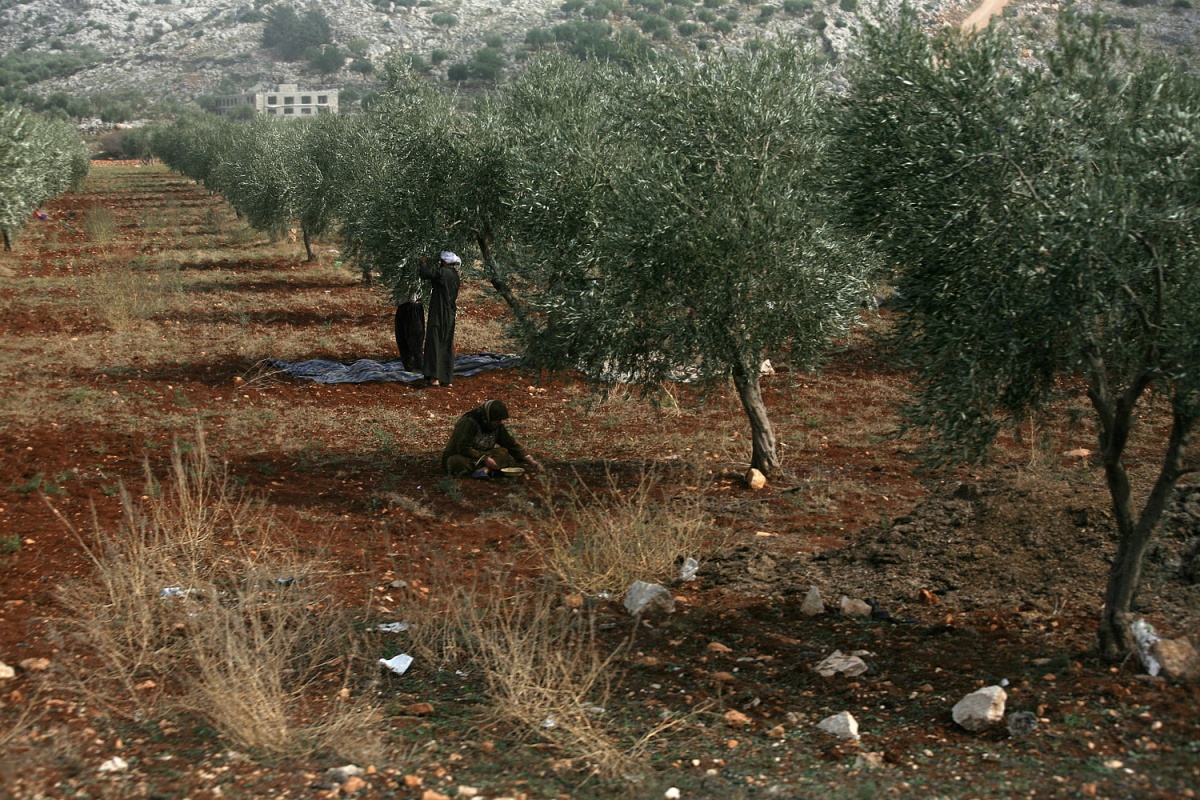 bill-hocker-olive-harvest-near-st-simeon-syria-2008