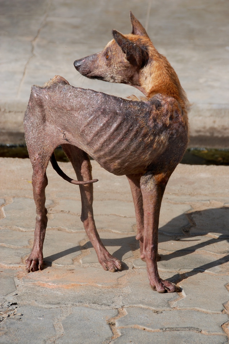 bill-hocker-dog-pondicherry-india-2007