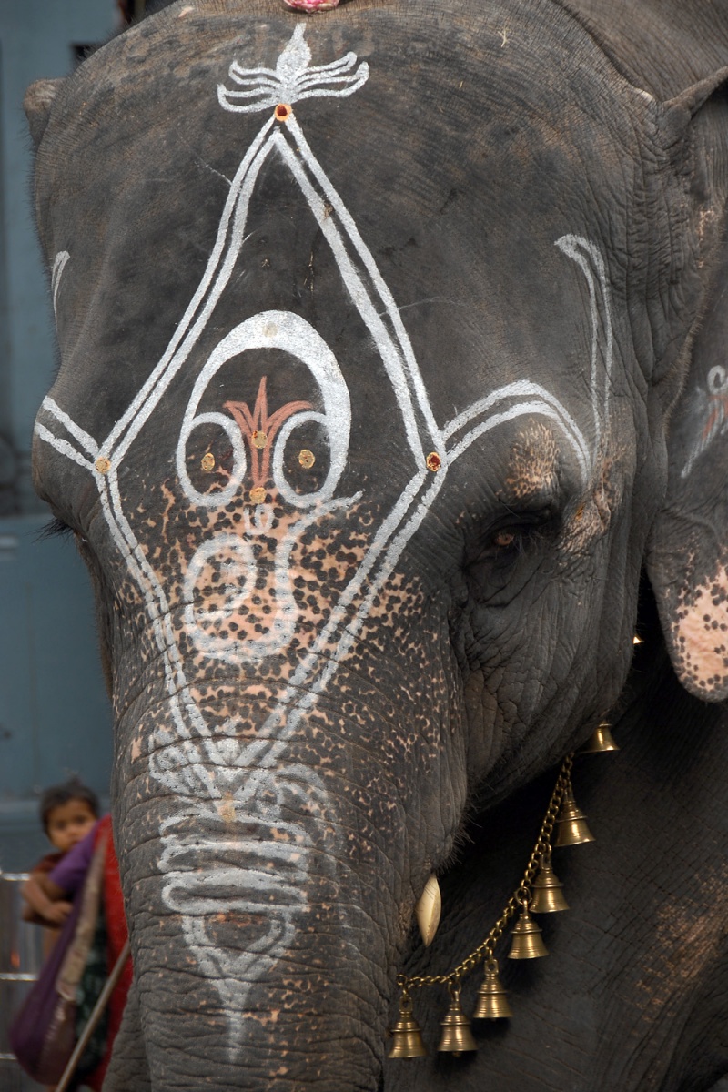 bill-hocker-temple-elephant-manakula-vinayagar-temple-pondicherry-india-2007