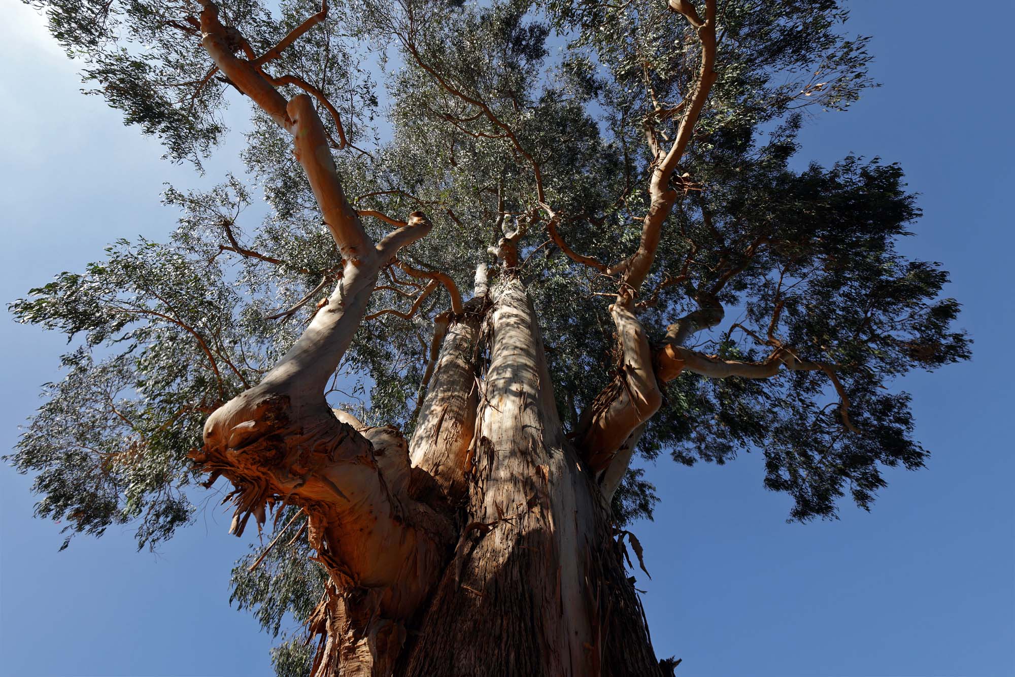 bill-hocker-large-eucalyptus-(cut-down-2024)-uc-berkeley-berkeley-california-2023