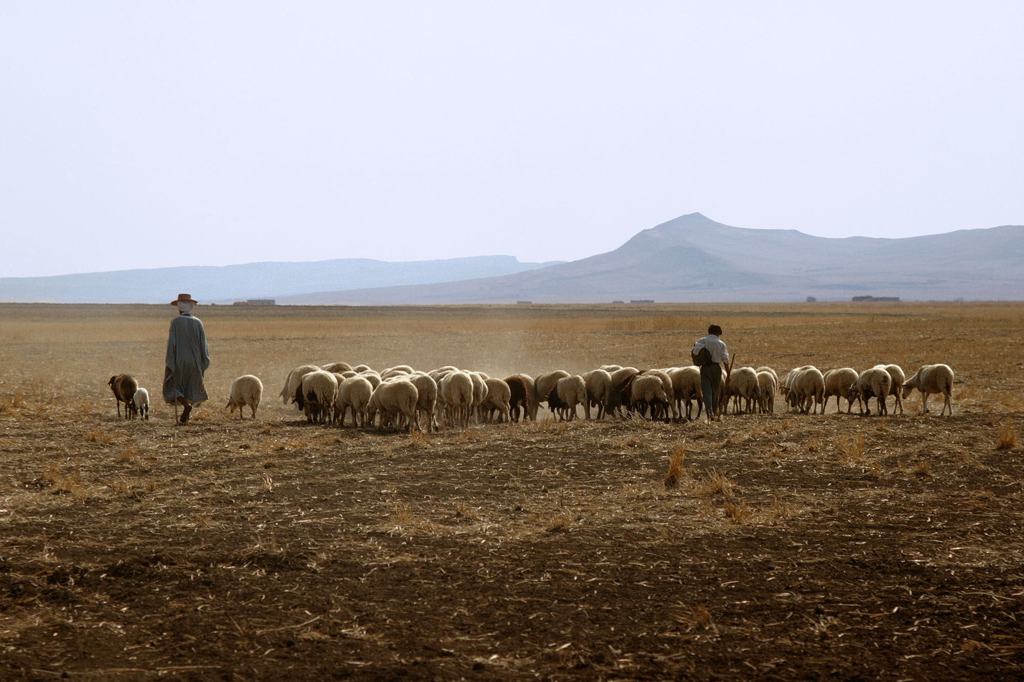 bill-hocker-shepherds-near-le-kef-tunisia-1972