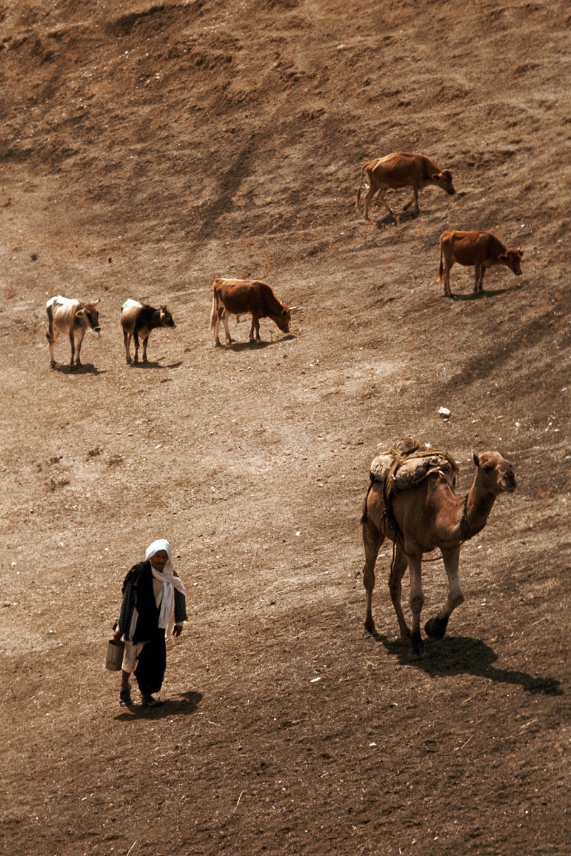bill-hocker-herder-near-le-kef-tunisia-1972