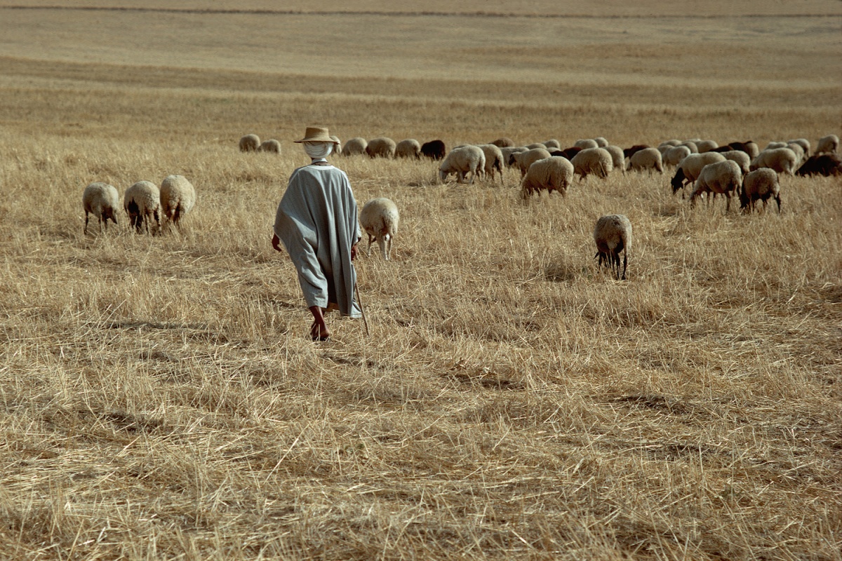 bill-hocker-sheepherder-and-flock-near-le-kef-tunisia-1972