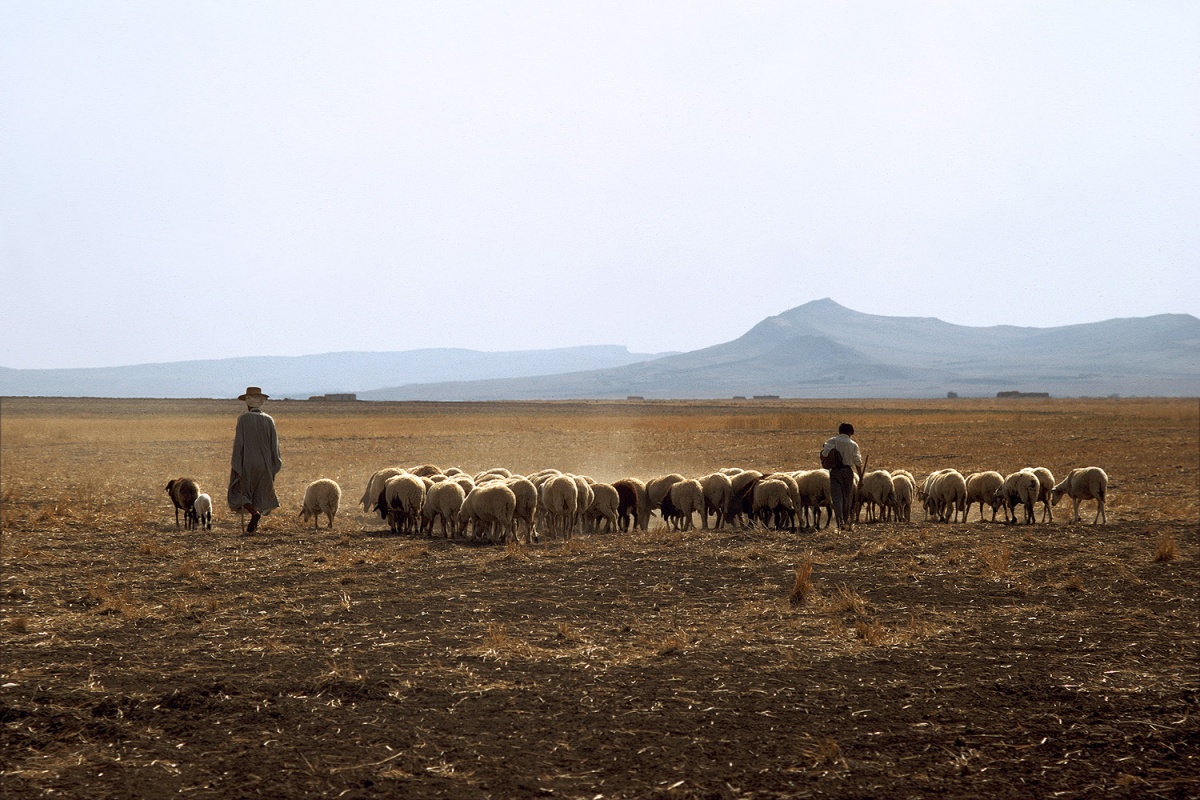 bill-hocker-shepherds-near-le-kef-tunisia-1972
